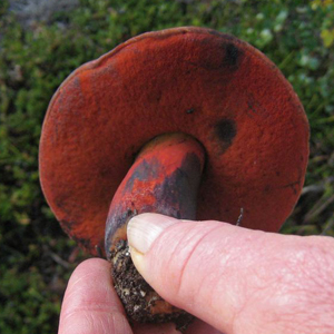 Boletus Satanas